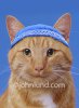 Yamaka-Yarmulke-Funny-Cat-Picture.jpg