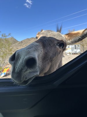 Oatman AZ.jpeg