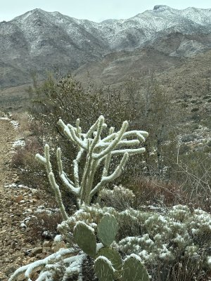 snowy cactus.jpeg