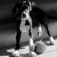 TopDog